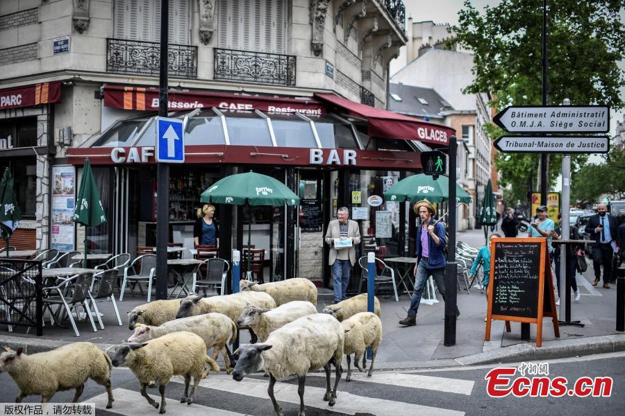 An urban farmer crosses a street with a herd of sheep in Aubervilliers, north of Paris, on June 13, 2018 as part of a cattle drive. (Photo/Agencies)