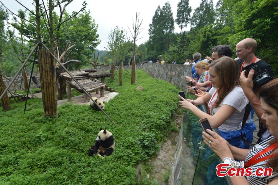 More than 100 business partners of a travel group, from 16 countries, visit the Dujiangyan base of the China Conservation and Research Center for the Giant Panda in Sichuan Province, June 13, 2018. The foreign visitors were given the opportunity to feed the giant pandas and clean their dens. (Photo: China News Service/Zhong Xin)