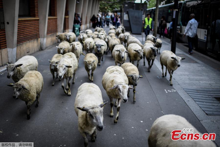 A herd of sheep on a street in Aubervilliers, north of Paris, on June 13, 2018 as part of a cattle drive. (Photo/Agencies)