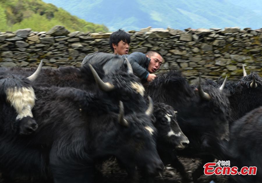 Tibetans shear yaks in Qiaoqi Tibet Autonomous Township of Baoxing County, Southwest China’s Sichuan Province. An important custom for Tibetans in the area, yak shearing usually takes place in May and June. Tibetan men are responsible for catching a yak, then women shear the animal while feeding it.(Photo: China News Service/Gao Huakang)