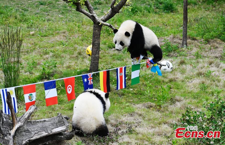 Giant pandas play football at the Wolong Shenshuping Base of China Conservation and Research Center for Giant Pandas in Southwest China’s Sichuan Province, June 14, 2018. Eight pandas, all born in 2017, will participate in six events to support the World Cup, according to the center. (Photo: China News Service/An Yuan)