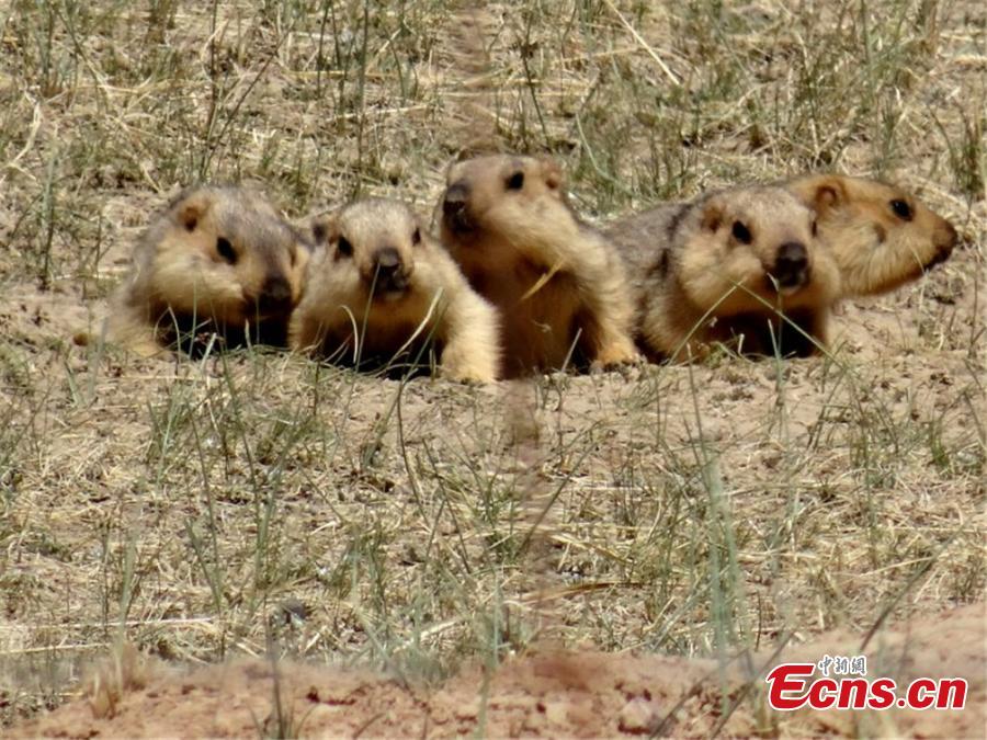 Marmots climb from a cave on a grassland in Sunan County, Southwest China’s Gansu Province on a sunny day in mid-June 2018. (Photo: China News Service/Yin Tingjin)