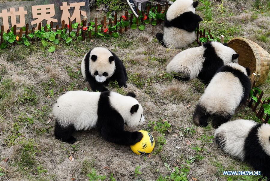 Giant pandas less than one year old take part in a football-themed party at the Shenshuping base of the Wolong giant panda protection and research center in southwest China\'s Sichuan Province June 10, 2018. (Xinhua/Zhang Chaoqun)