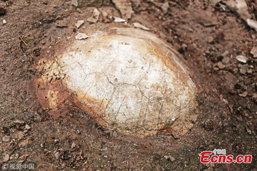 <?php echo strip_tags(addslashes(Farmers have found a fossil of a snake-necked turtle, formed 150 million years ago, in Qijiang District, Southwest China’s Chongqing Municipality. Many other dinosaur, fish and tree fossils have been found in the district, where authorities have established a geopark for the protection and study of the findings. (Photo/VCG))) ?>