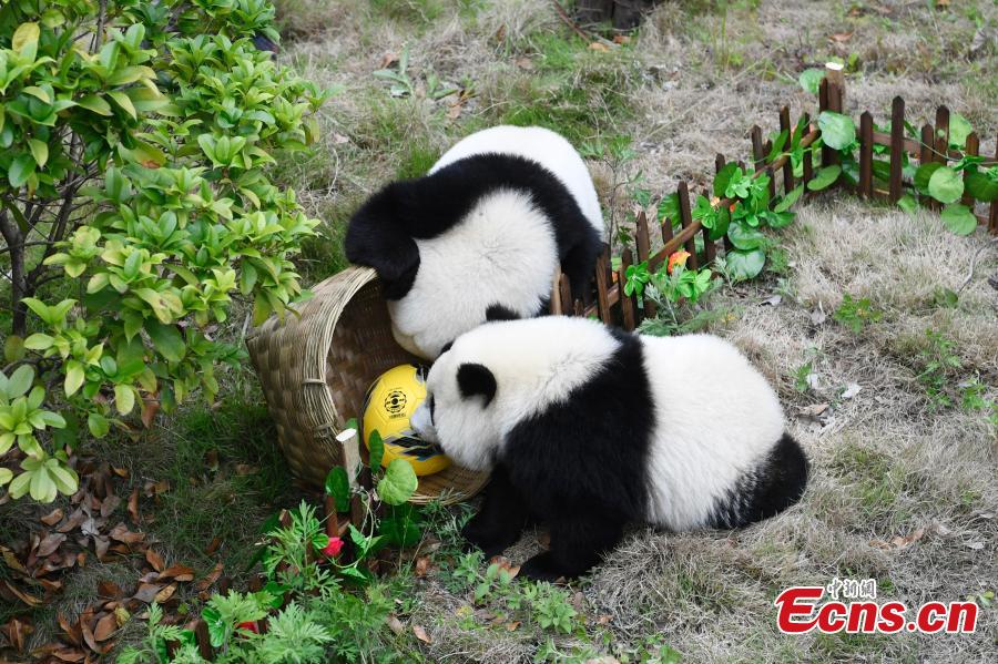 Giant pandas play football at the Wolong Shenshuping Base of China Conservation and Research Center for Giant Pandas in Southwest China’s Sichuan Province, June 14, 2018. Eight pandas, all born in 2017, will participate in six events to support the World Cup, according to the center. (Photo: China News Service/An Yuan)