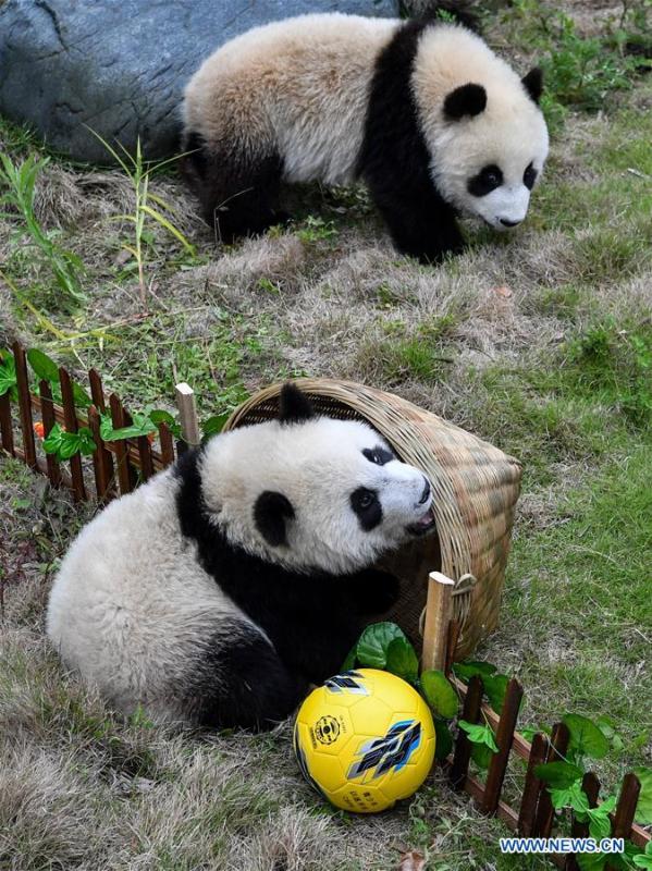 Giant pandas less than one year old take part in a football-themed party at the Shenshuping base of the Wolong giant panda protection and research center in southwest China\'s Sichuan Province June 10, 2018. (Xinhua/Zhang Chaoqun)