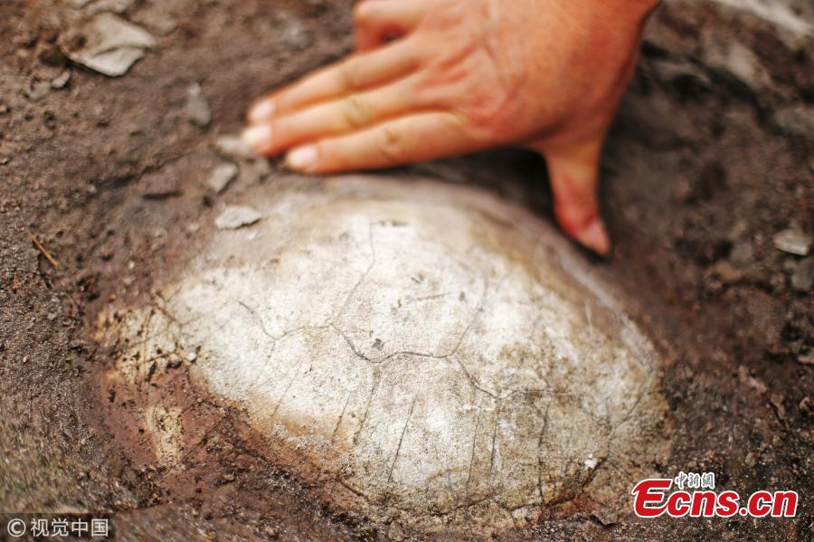 <?php echo strip_tags(addslashes(Farmers have found a fossil of a snake-necked turtle, formed 150 million years ago, in Qijiang District, Southwest China’s Chongqing Municipality. Many other dinosaur, fish and tree fossils have been found in the district, where authorities have established a geopark for the protection and study of the findings. (Photo/VCG))) ?>