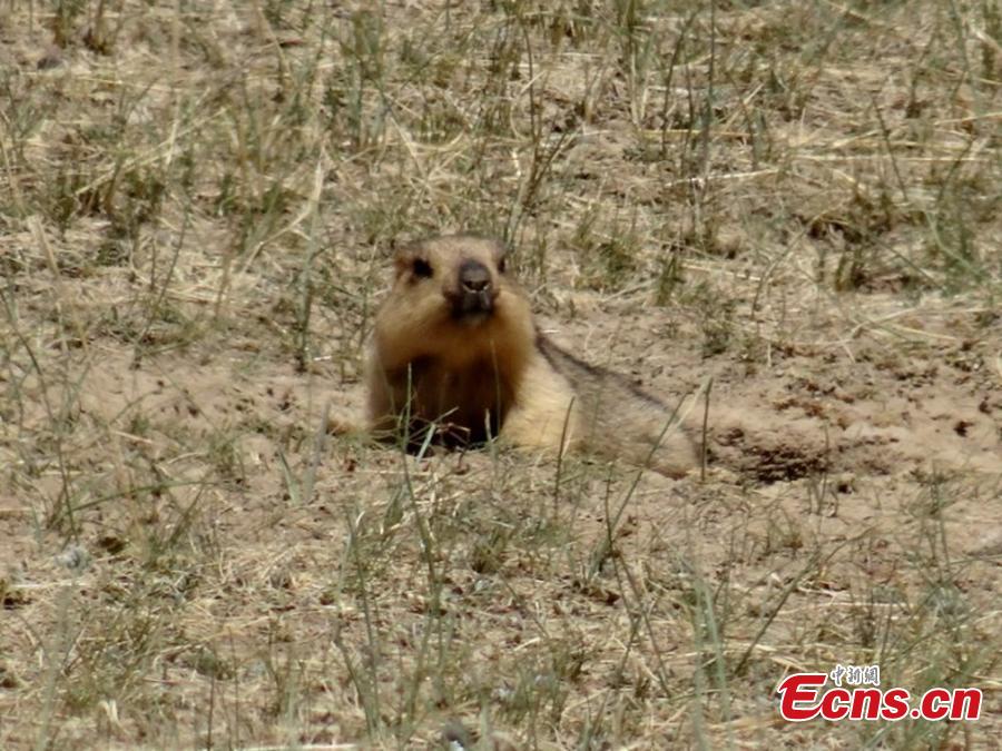 A marmot climbs from a cave on a grassland in Sunan County, Southwest China’s Gansu Province on a sunny day in mid-June 2018. (Photo: China News Service/Yin Tingjin)