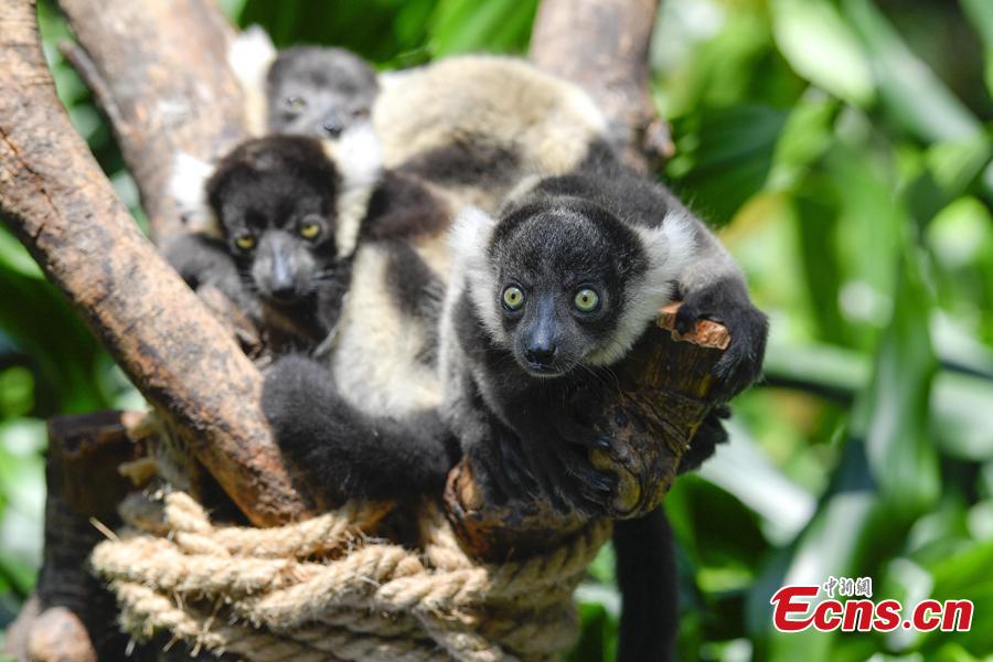 <?php echo strip_tags(addslashes(Newly born lemur variegatus triplets meet the public at Chimelong Safari Park in Guangzhou, capital of south China's Guangdong Province, June 16, 2018. (Photo: China News Service/Chen Jimin))) ?>