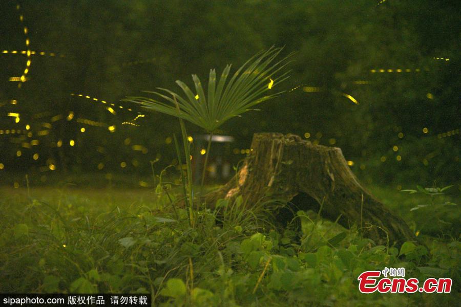 Fireflies glow around the Linggu Temple in Nanjing City, capital of East China’s Jiangsu Province. (Photo/Sipaphoto)