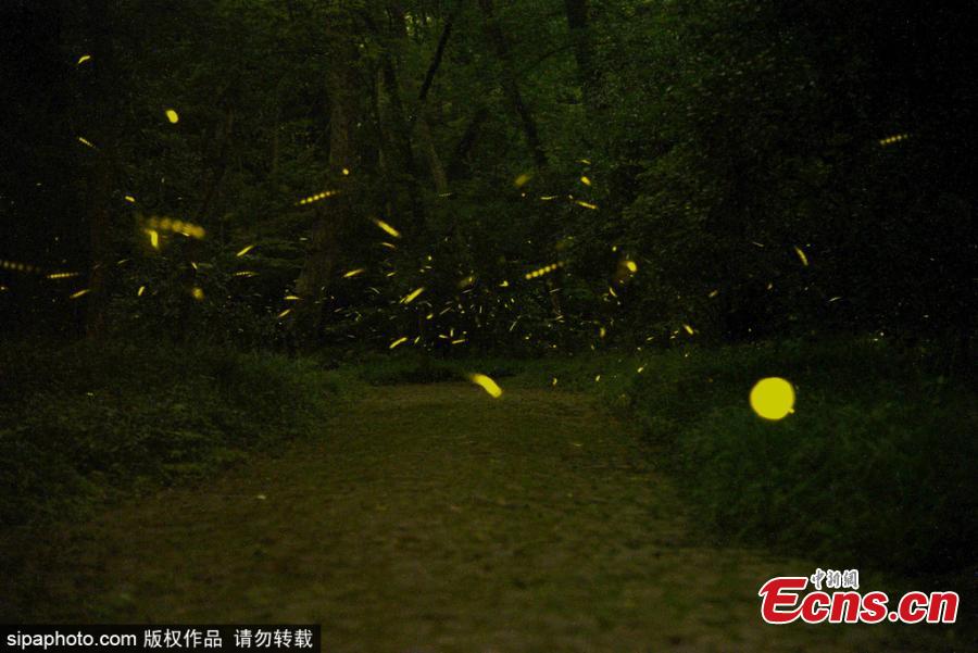 Fireflies glow around the Linggu Temple in Nanjing City, capital of East China’s Jiangsu Province. (Photo/Sipaphoto)