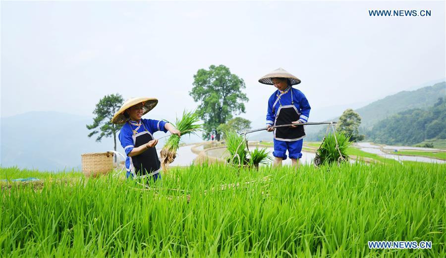 <?php echo strip_tags(addslashes(Farmers walk in terraced fields in Sishui Village of Longsheng County, south China's Guangxi Zhuang Autonomous Region, June 16, 2018. (Xinhua/Pan Zhixiang))) ?>
