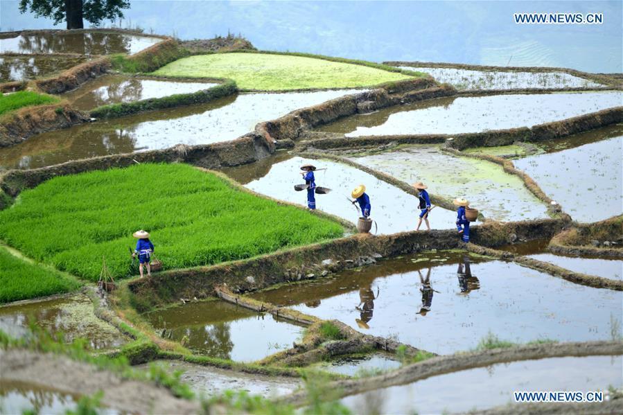 <?php echo strip_tags(addslashes(Farmers walk in terraced fields in Sishui Village of Longsheng County, south China's Guangxi Zhuang Autonomous Region, June 16, 2018. (Xinhua/Pan Zhixiang))) ?>