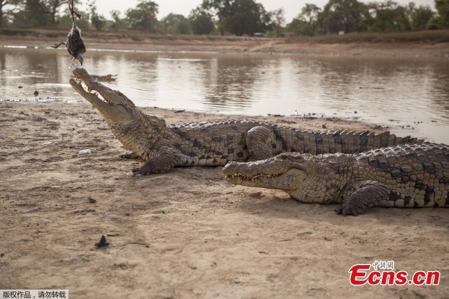 A crocodile is fed with a dead chicken attached to a pole on May 19, 2018 at a pond in Bazoule in Burkina Faso, a village which happily shares its local pond with \'sacred\' crocodiles. Crocodiles may be one of the deadliest hunters in the animal kingdom, but in a small village in Burkina Faso it is not unusual to see someone sitting atop one of the fearsome reptiles. According to local legend, the startling relationship with the predators dates back to at least the 15th century. The village was in the grip of an agonizing drought until the crocodiles led women to a hidden pond where the population could slake their thirst. (Photo/Agencies)
