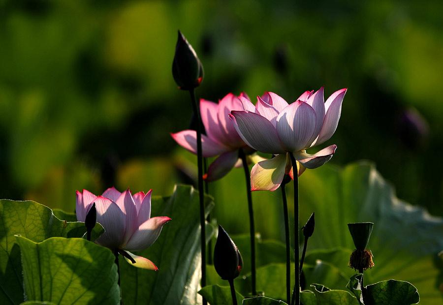 A beautiful pink lotus flower blossoms in a park in Huangshan city, East China\'s Anhui Province, June 18, 2018. The flowers are lush and softly brilliant, serving as a bright accent to this tranquil summer scene. (Photo/Asianewsphoto)