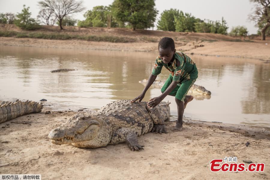 A boy leans on the back of a crocodile on May 19, 2018 at a pond in Bazoule in Burkina Faso, a village which happily shares its local pond with \'sacred\' crocodiles. Crocodiles may be one of the deadliest hunters in the animal kingdom, but in a small village in Burkina Faso it is not unusual to see someone sitting atop one of the fearsome reptiles. According to local legend, the startling relationship with the predators dates back to at least the 15th century. The village was in the grip of an agonizing drought until the crocodiles led women to a hidden pond where the population could slake their thirst. (Photo/Agencies)