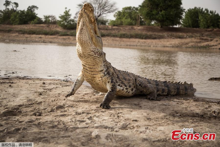 A crocodile looks towards an unseen chicken, as it is fed on May 19, 2018 at a pond in Bazoule in Burkina Faso, a village which happily shares its local pond with \'sacred\' crocodiles. Crocodiles may be one of the deadliest hunters in the animal kingdom, but in a small village in Burkina Faso it is not unusual to see someone sitting atop one of the fearsome reptiles. According to local legend, the startling relationship with the predators dates back to at least the 15th century. The village was in the grip of an agonizing drought until the crocodiles led women to a hidden pond where the population could slake their thirst. (Photo/Agencies)