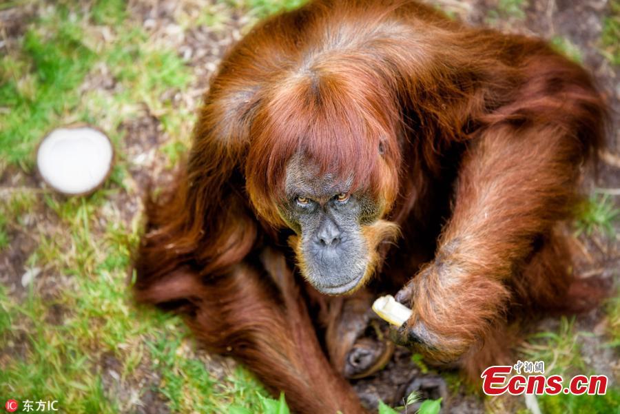 Puan, the world\'s oldest Sumatran orangutan, died at Perth Zoo, aged 62 years old, on June 18, 2018. The female primate was the matriarch of an incredible family tree, with 11 children and 54 descendants spread across the globe. Born in 1956, she was noted by the Guinness Book of Records as being the oldest verified Sumatran orangutan in the world in 2016. (Photo/IC)