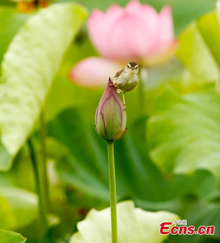 <?php echo strip_tags(addslashes(A bird on a lotus flower in bloom in Wufu Town, Wuyishan City, East China’s Fujian Province. Wufu Town is famous as the hometown of Zhu Xi, a Chinese philosopher of the Song Dynasty (960-1279). (Photo: China News Service/Qiu Ruquan))) ?>