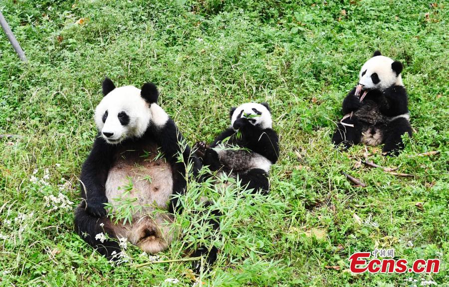 Giant panda Haizi and its twin cubs play at the Dujiangyan Base of China Conservation and Research Center for Giant Pandas in Southwest China’s Sichuan Province, June 19, 2018. (Photo: China News Service/An Yuan)