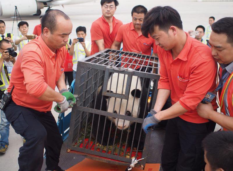 Workers move giant panda Weiwei in a cage, June 20, 2018. The giant panda returned to Sichuan Province from Wuhan, Central China\'s Hubei Province. (Photo/chinadaily.com.cn)