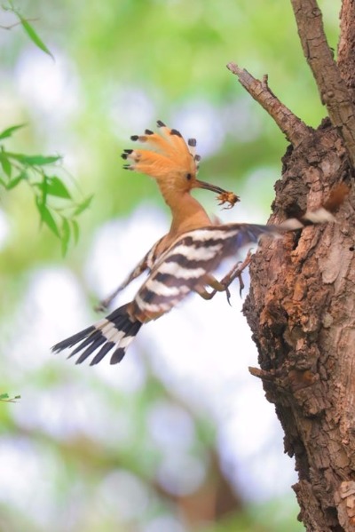 <?php echo strip_tags(addslashes(A hoopoe feeds its baby in Jingyuetan National Forest Park in Changchun, capital of Jilin Province. The hoopoe is a colorful bird notable for its distinctive feather crown. It is seen as a symbol of harmony and happiness in China. The photographer caught the precious moments that show the intimacy between the mother and the baby. (Photo by Li Changchun/for chinadaily.com.cn))) ?>