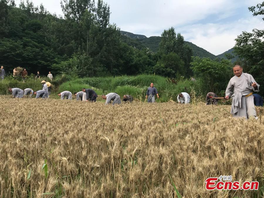 Monks from the Shaolin Temple harvest wheat at a farm in Dengfeng, Henan Province, June 21, 2018. A total of 120 mu, equivalent to eight hectares, of farmland was planted with wheat this year. (Photo: China News Service/Han Zhangyun)