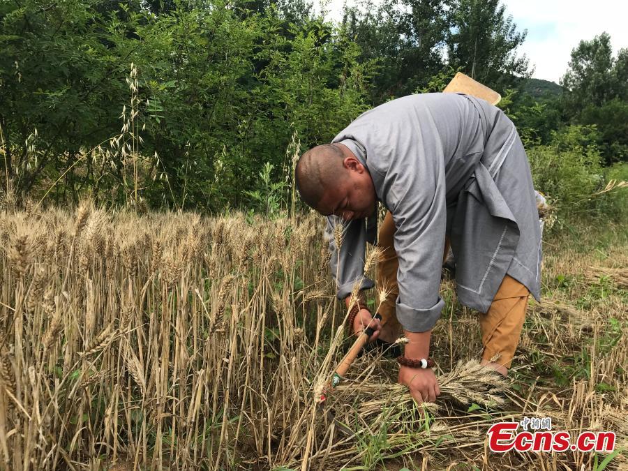 Monks from the Shaolin Temple harvest wheat at a farm in Dengfeng, Henan Province, June 21, 2018. A total of 120 mu, equivalent to eight hectares, of farmland was planted with wheat this year. (Photo: China News Service/Han Zhangyun)