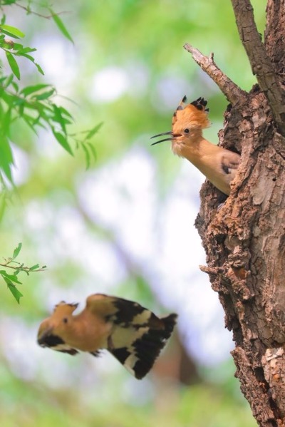 <?php echo strip_tags(addslashes(A hoopoe feeds its baby in Jingyuetan National Forest Park in Changchun, capital of Jilin Province. The hoopoe is a colorful bird notable for its distinctive feather crown. It is seen as a symbol of harmony and happiness in China. The photographer caught the precious moments that show the intimacy between the mother and the baby. (Photo by Li Changchun/for chinadaily.com.cn))) ?>