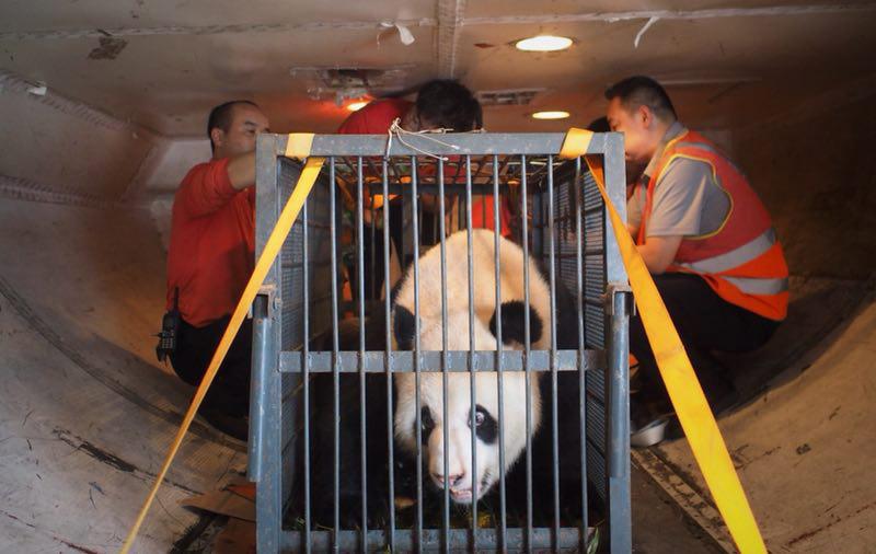 Workers move giant panda Weiwei in a cage, June 20, 2018. The giant panda returned to Sichuan Province from Wuhan, Central China\'s Hubei Province. (Photo/chinadaily.com.cn)