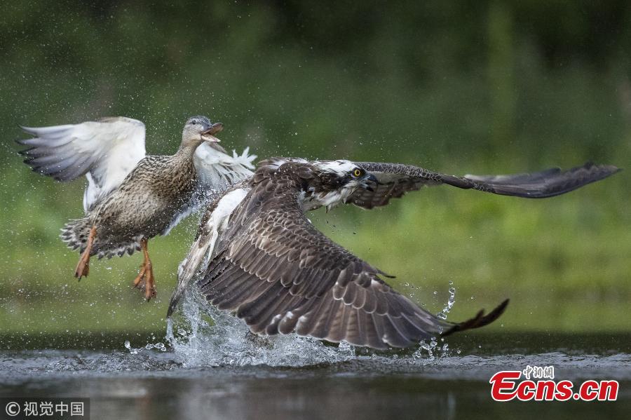 <?php echo strip_tags(addslashes(Wildlife photographer Andy Howard captured a tussle between an angry mallard and Osprey at a lake in Rothiemurchus near Aviemore, Scotland. The duck ended up on the poor bird's back as it dropped its trout back into the loch before fleeing. (Photo/VCG))) ?>
