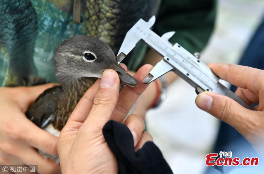 <?php echo strip_tags(addslashes(Photo taken on June 21, 2018 shows experts with the National Bird Banding Center applying identification rings and GPS devices to mandarin ducks in West Lake, Hangzhou City, East China’s Zhejiang Province. It is the first time that mandarin ducks have been banded to understand their range of activity and migration behavior. (Photo/VCG))) ?>