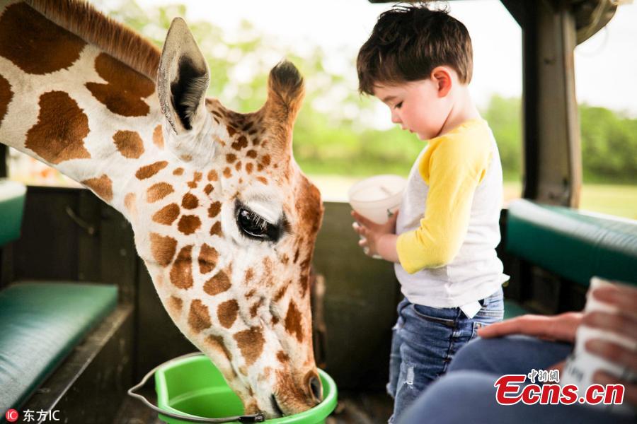 James Musser, 3, plays with a giraffe at a zoo, in the company of his mother Kelly in a jeep. (Photo/IC)