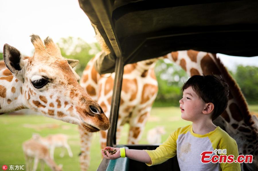James Musser, 3, plays with a giraffe at a zoo, in the company of his mother Kelly in a jeep. (Photo/IC)