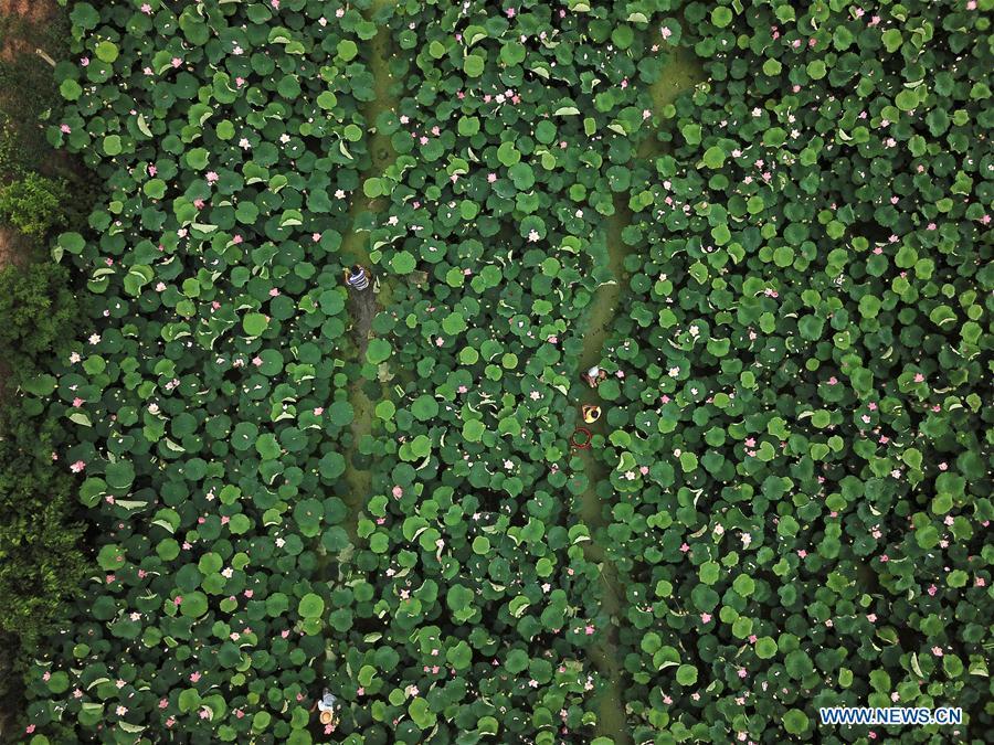 Villagers collect lotus seedpods in Xinzeng Village of Xinjian District of Nanchang City, east China\'s Jiangxi Province, June 22, 2018. To improve benefit, Xinjian District built a 133-hectare lotus plantation base. (Xinhua/Peng Zhaozhi)