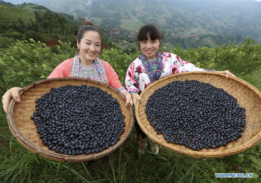 <?php echo strip_tags(addslashes(Villagers show newly-picked blueberries at a blueberry planting farm in Gaolan Village in Rongshui Miao Autonomous County, south China's Guangxi Zhuang Autonomous Region, June 23, 2018. In recent years, the village has encouraged poverty-stricken villagers to plant blueberry as a way to get rid of poverty. (Xinhua/Huang Xiaobang))) ?>
