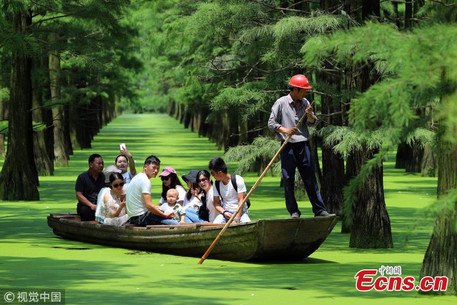 Tourists visit the Zhangdu Lake wetland by boat in Xinzhou District, Wuhan City, Central China’s Hubei Province. Tens of thousands of Chinese sequoias, growing in the one-meter-deep water, make visitors to feel like drifting in a magical floating forest. (Photo/VCG)
