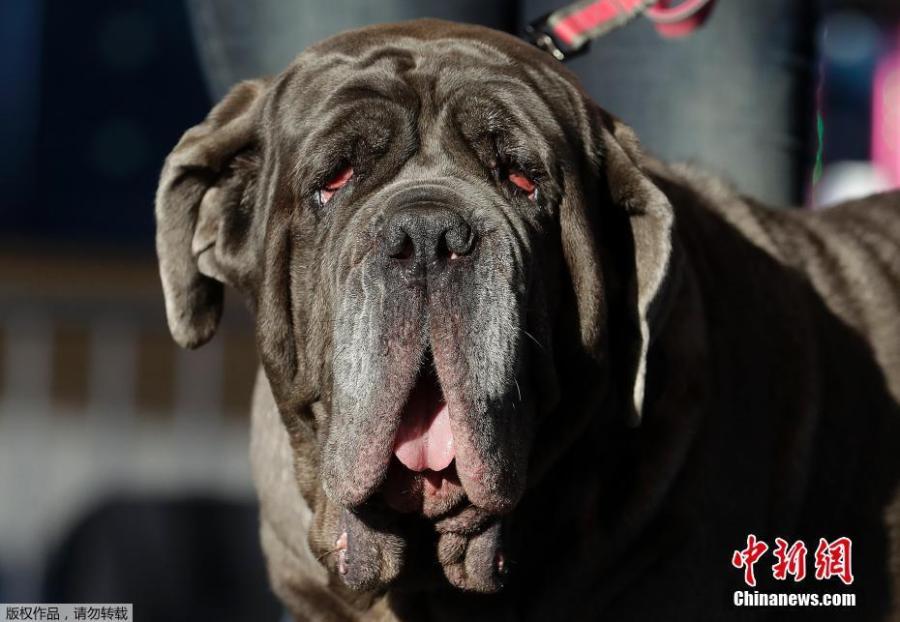 Martha, a Neopolitan Mastiff who won the 2017 World\'s Ugliest Dog Contest, stands onstage before this year\'s winner was announced at the Sonoma-Marin Fair in Petaluma, Calif., June 23, 2018. A 9-year-old English bulldog was named the winner of the 2018 World\'s Ugliest Dog contest in the San Francisco Bay Area. (Photo/Agencies)