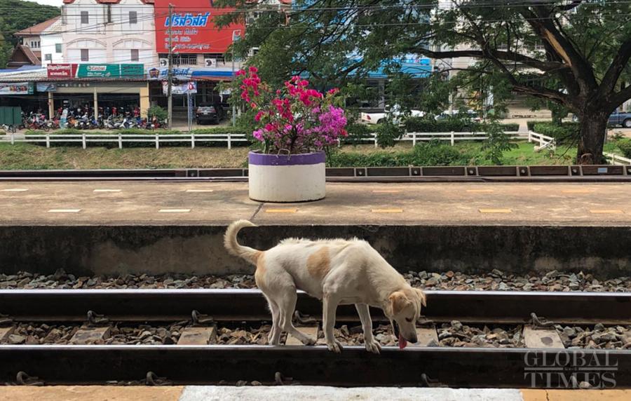 A dog walks along railway tracks at Muak Lek station. 
(Photo: Chu Daye/GT)
