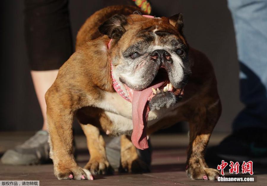 Zsa Zsa, an English Bulldog owned by Megan Brainard, stands onstage after being announced the winner of the World\'s Ugliest Dog Contest at the Sonoma-Marin Fair in Petaluma, California, June 23, 2018. The pooch\'s owner Megan Brainard, from Anoka, Minnesota, will receive $1,500 (?1,100) following the victory. (Photo/Agencies)