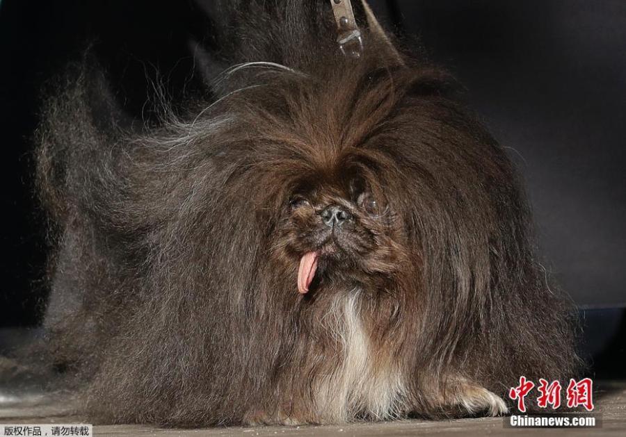 Wild Thang, a Pekingese, stands on stage during the World\'s Ugliest Dog Contest at the Sonoma-Marin Fair in Petaluma, Calif., June 23, 2018. (Photo/Agencies)