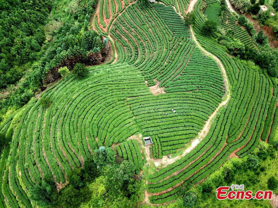 Photo taken in Mid-June shows the tea plantation on a mountain at Huotong Town, Ningde City, Fujian Province.  (Photo: China News Service/Wang Dongming)