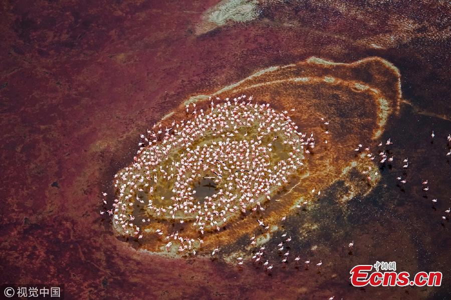 A photo taken by amateur photographer Hao Jiang from a helicopter hovering at 1500ft high shows flamingos at Lake Natron, on the border between Kenya and Tanzania. Thousands of flamingos standing in the lake created a surreal image resembling a giant eye. (Photo/VCG)