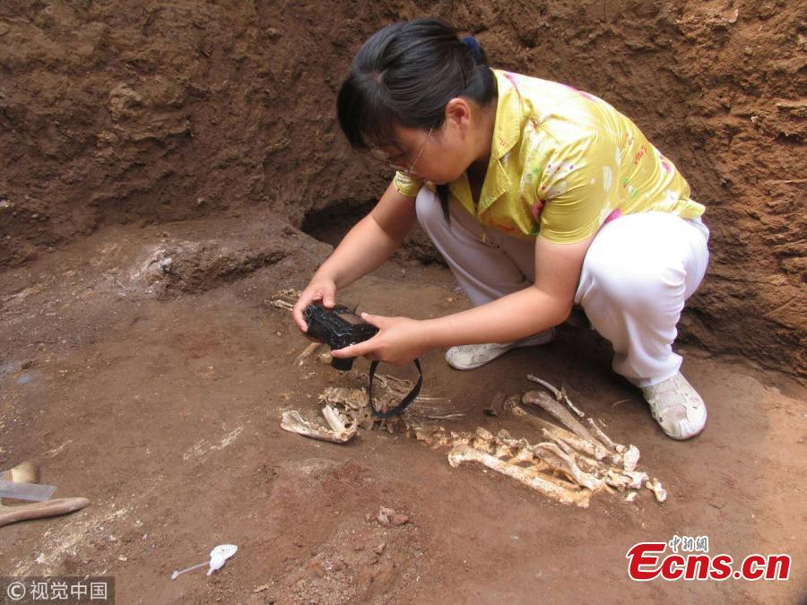 Physical evidence of a vanished gibbon has turned up in a tomb that may have been built for Lady Xia, the grandmother of China\'s first emperor, Qin Shi Huang, nearly 2300 years ago, in Xi’an City, Shaanxi Province. The skull and jaw found in the tomb are so distinctive that scientists conclude they belong to a member of a now-extinct gibbon genus. Researchers from China and the United Kingdom have published the finding on Science. (Photo/VCG)