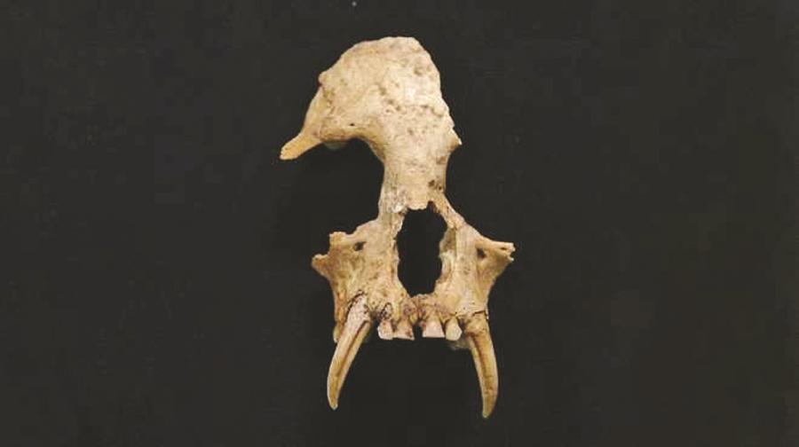 The excavated skull fragment of a completely new genus and species of gibbon, named Junzi imperialis. (Zoological Society of London/For China Daily)

A new species of extinct gibbon discovered by an international team of researchers among the contents of a 2,300-year-old tomb in China could provide some of the earliest evidence of the human-driven extinction of an ape species.

The team, led by Zoological Society of London scientists and other researchers from Arizona State University and Shaanxi Provincial Institute of Archaeology, analyzed a skull fragment excavated more than a decade ago from what is believed to be the burial chamber of Lady Xia ? grandmother of China\'s first emperor, Qin Shihuang. Qin lived from 259 to 210 BC and was buried near Xi\'an with his famous terracotta army.

Computer modeling of the bone fragment revealed it belonged to a completely new genus and species of gibbon, named Junzi imperialis. Junzi is a Chinese word for scholar-officials, who were often associated with gibbons as they were considered more noble than mischievous monkeys. At the time, gibbons were kept as pets by people of high social status.

Located in the ancient capital of Chang\'an, modern-day Xi\'an, Shaanxi Province, Lady Xia\'s tomb consists of 12 burial pits which included remains from several species possibly kept as pets, including the gibbon.