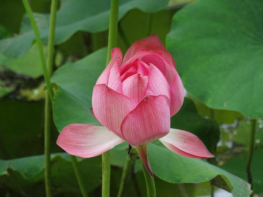 Lotus flowers in full bloom at the Yu river scenic area in Kaifeng city, Henan Province on June 25. Summer is the prime season for lotus. The pink blossoms appear to be floating on the water, while the roots are hidden deep underneath. (Photo/Asianewsphoto)