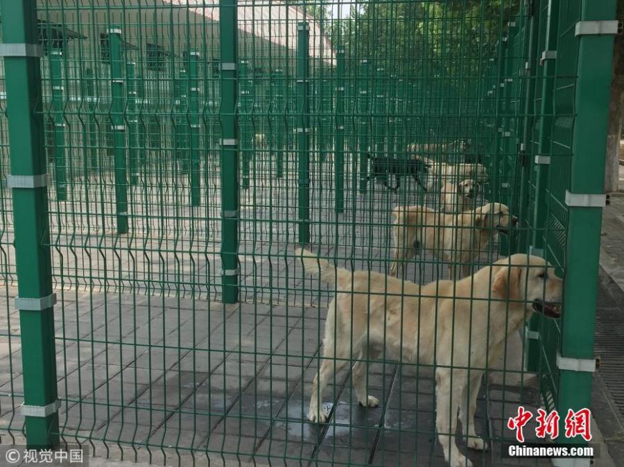 Sniffer Dogs receive training in a base of the General Administration of Customs in Beijing. Three weeks after they were born, the puppies get exposed to the surface and sound of different objects including wire fence, rubber pads, and toys. In the fifth week, they will learn about moving on the still conveyor belt, climbing small boxes, and performing other basic tasks. Then in the seventh and eighth weeks, puppies will be sent to the airport or warehouse to get familiar with the mobile conveyor belt. The qualified will be assigned to the formal class after passing the initial training programs. After three months of systematic training, the puppies need to pass the assessment to eventually become a sniffer dog to serve at the port. (Photo/VCG)
