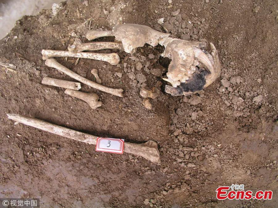Physical evidence of a vanished gibbon has turned up in a tomb that may have been built for Lady Xia, the grandmother of China\'s first emperor, Qin Shi Huang, nearly 2300 years ago, in Xi’an City, Shaanxi Province. The skull and jaw found in the tomb are so distinctive that scientists conclude they belong to a member of a now-extinct gibbon genus. Researchers from China and the United Kingdom have published the finding on Science. (Photo/VCG)