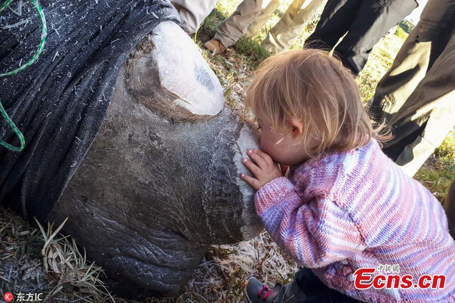 Photo taken by Ayesha Cantor shows three-year-old girl Ava kisses the rhino Chunk, which was dehorned by conservation workers as a deterrent to poaching in a nature reserve in Port Elizabeth, South Africa. (Photo/IC)
