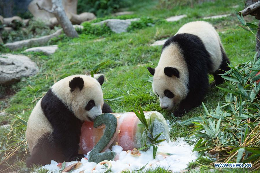 Giant panda Jianjian (R) and Kangkang eat a birthday \